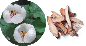 Пион японский в хемохим