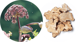 Дудник гигантский в хемохим