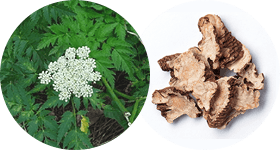 Жгун корень в хемохим