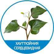 хауттюйния