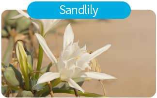 Панкраций морской