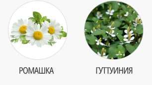 ромашка и гуттуиния